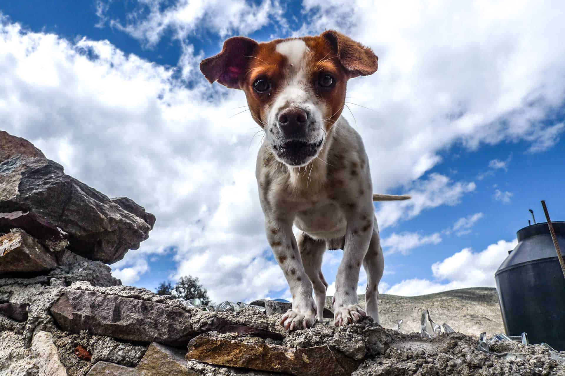 Largest Owner-User Survey