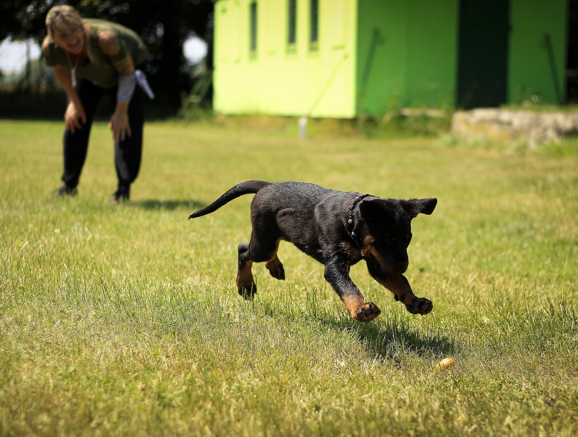 Ardo — Keeping pets safe and happy